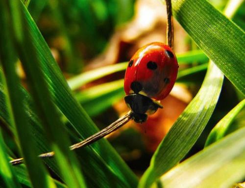 Птицы красного цвета которые не улетают на юг. Какие птицы улетают на юг?