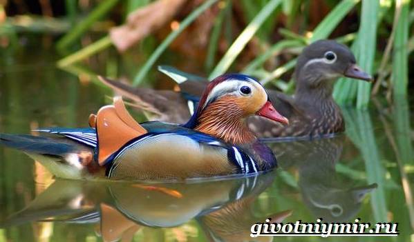 Птицы-озёр-Описание-названия-и-особенности-птиц-озер-10