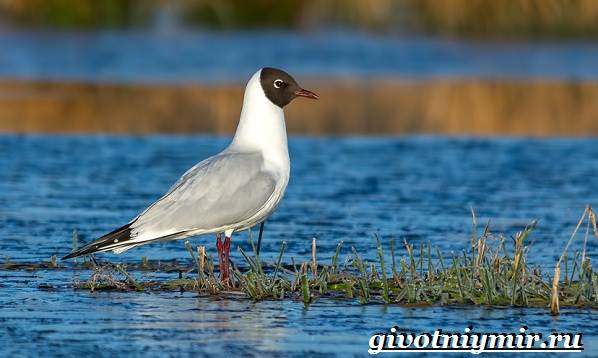 Птицы-озёр-Описание-названия-и-особенности-птиц-озер-12