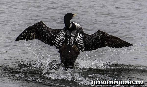 Птицы-озёр-Описание-названия-и-особенности-птиц-озер-13