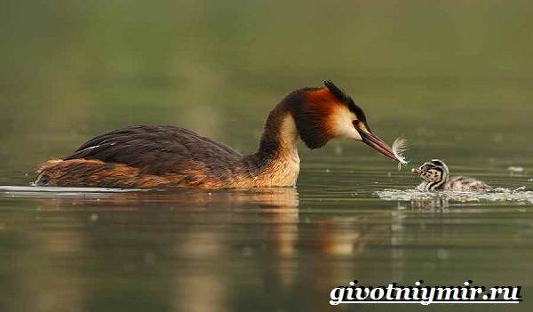 Птицы-озёр-Описание-названия-и-особенности-птиц-озер-14