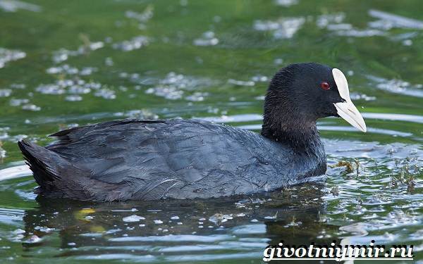 Птицы-озёр-Описание-названия-и-особенности-птиц-озер-15
