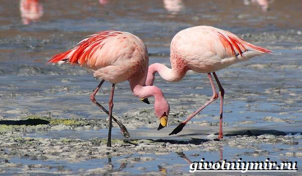 Птицы-озёр-Описание-названия-и-особенности-птиц-озер-16