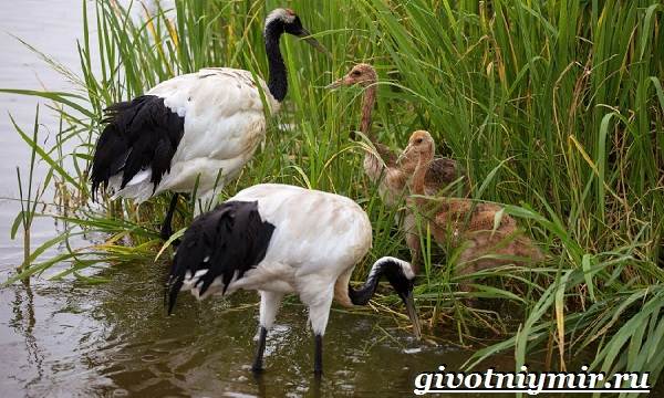 Птицы-озёр-Описание-названия-и-особенности-птиц-озер-2