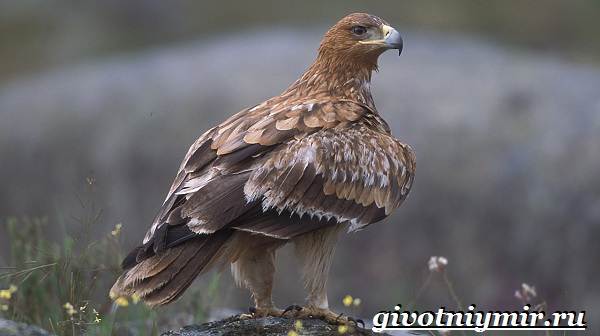 Птицы-озёр-Описание-названия-и-особенности-птиц-озер-3