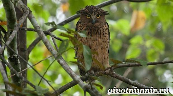 Птицы-озёр-Описание-названия-и-особенности-птиц-озер-4