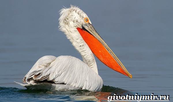 Птицы-озёр-Описание-названия-и-особенности-птиц-озер-5