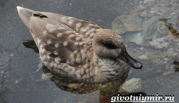 Птицы-озёр-Описание-названия-и-особенности-птиц-озер-6