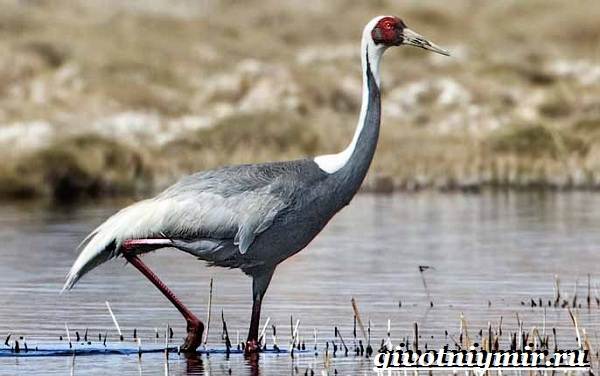 Птицы-озёр-Описание-названия-и-особенности-птиц-озер-7