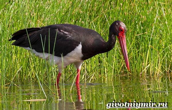 Птицы-озёр-Описание-названия-и-особенности-птиц-озер-8