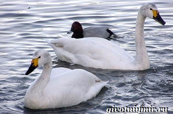Птицы-озёр-Описание-названия-и-особенности-птиц-озер-9