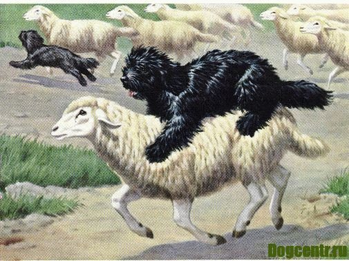 пули порода собак