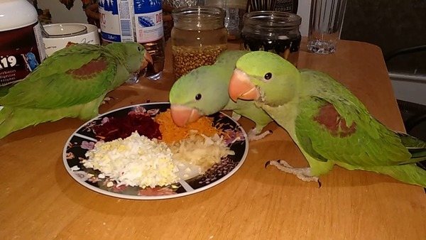 Рацион питания молодых попугаев