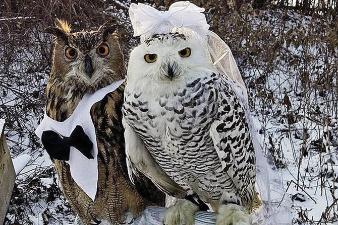 размножение сов