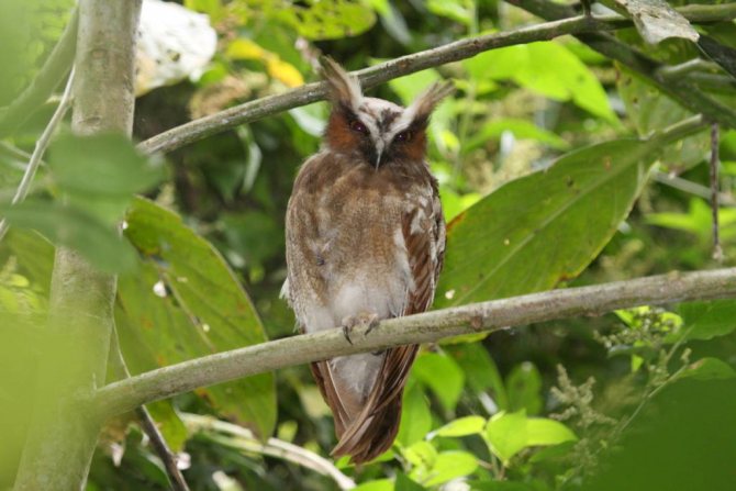 рогатая неясыть - Lophostrix cristata
