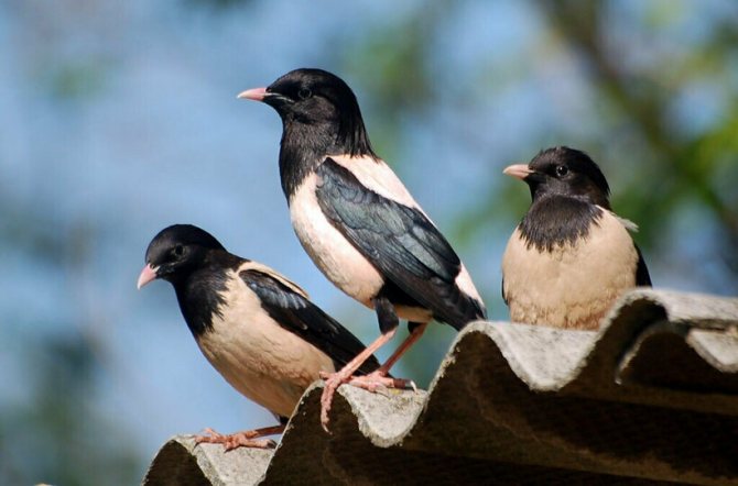 Розовый скворец