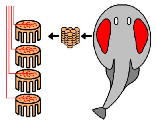 Расположение электрических органов у электрического ската