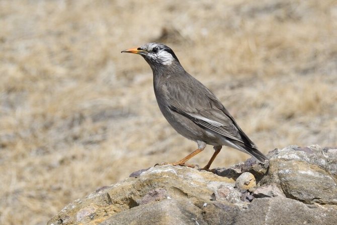 Серый скворец