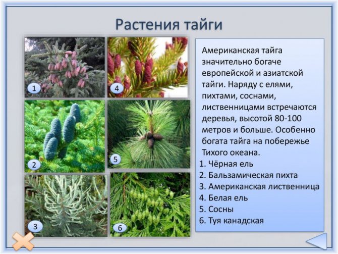 северная америка животные