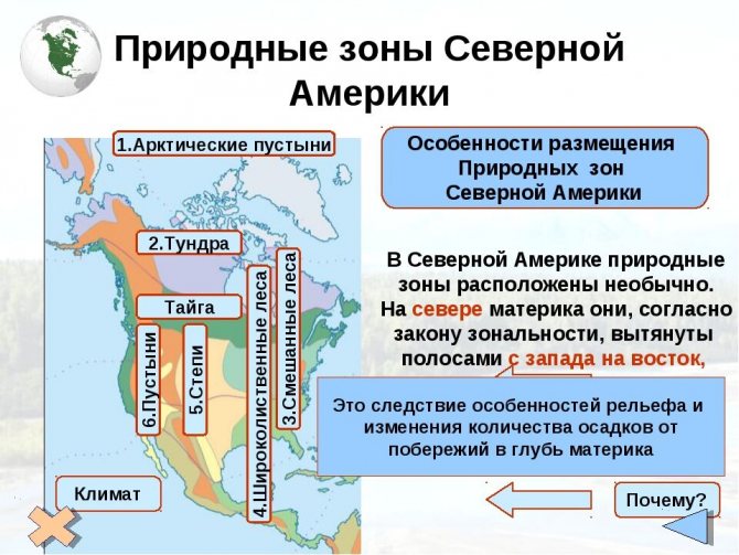 североамериканский медведь