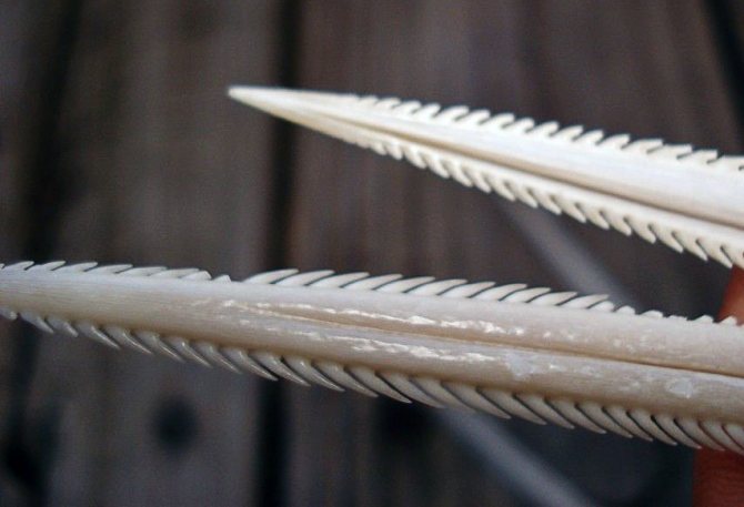 Шип ската-хвостокола