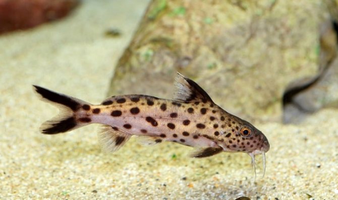 Синодотис кукушка