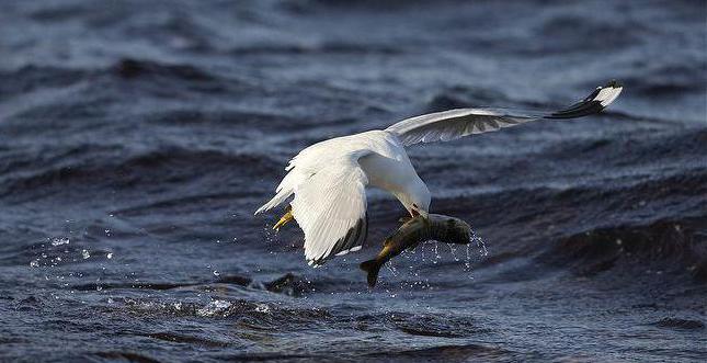 сизая чайка описание