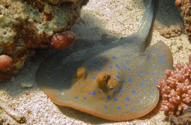 Скат-хвостокол на дне Красного моря