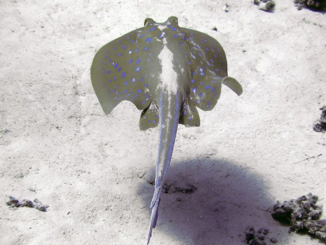 Скат-хвостокол