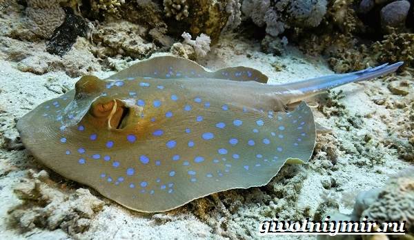Скат-рыба-Образ-жизни-и-среда-обитания-рыбы-скат-1