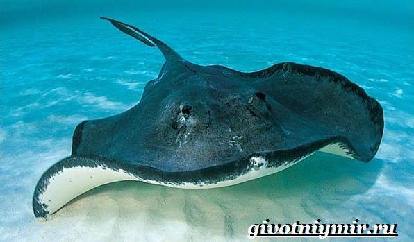 Скат-рыба-Образ-жизни-и-среда-обитания-рыбы-скат-2