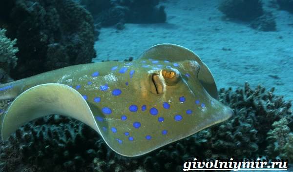 Скат-рыба-Образ-жизни-и-среда-обитания-рыбы-скат-3
