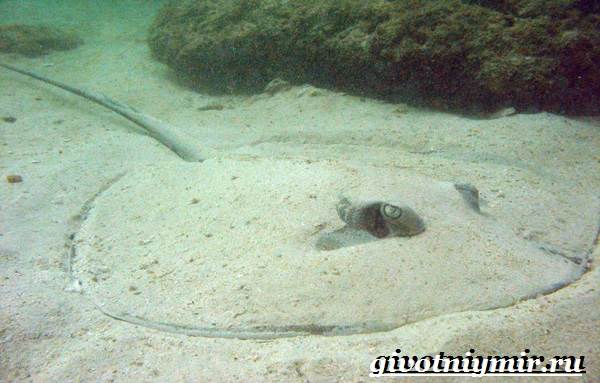 Скат-рыба-Образ-жизни-и-среда-обитания-рыбы-скат-4