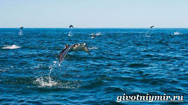 Скат-рыба-Образ-жизни-и-среда-обитания-рыбы-скат-5