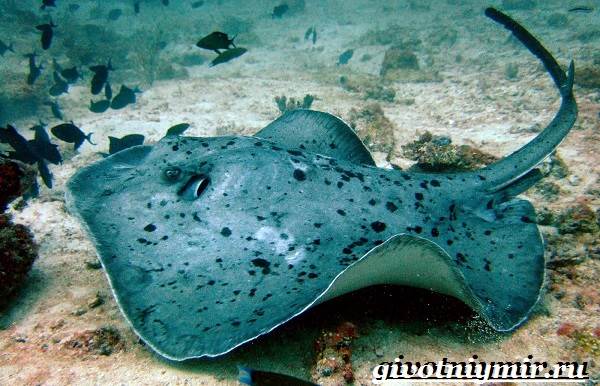 Скат-рыба-Образ-жизни-и-среда-обитания-рыбы-скат-6
