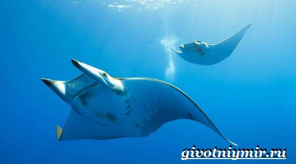 Скат-рыба-Образ-жизни-и-среда-обитания-рыбы-скат-7