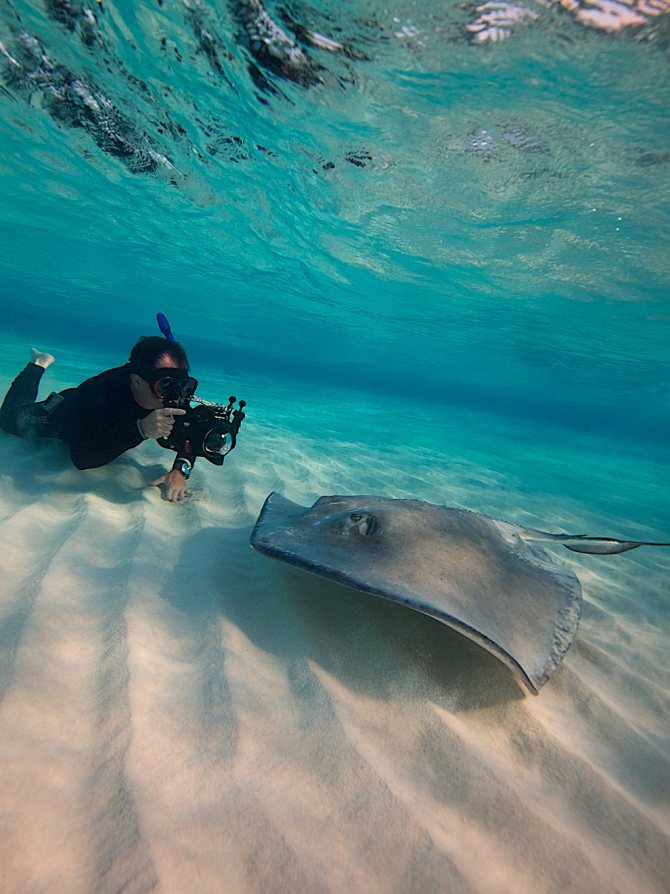 Скаты — водоплавающие бабочки