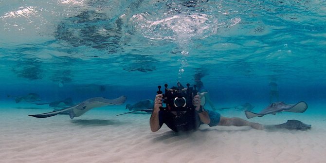 Скаты — водоплавающие бабочки