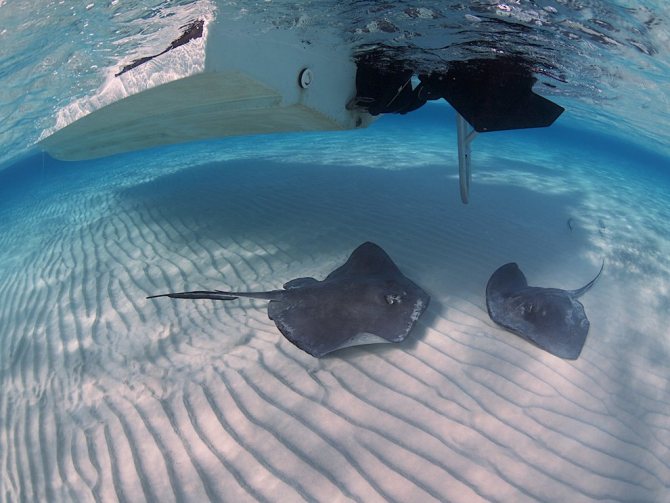 Скаты — водоплавающие бабочки