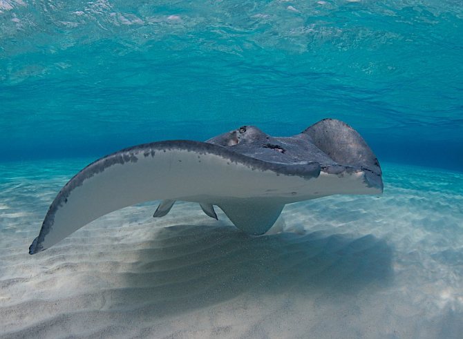 Скаты — водоплавающие бабочки