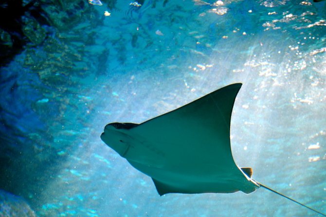 Скаты — водоплавающие бабочки