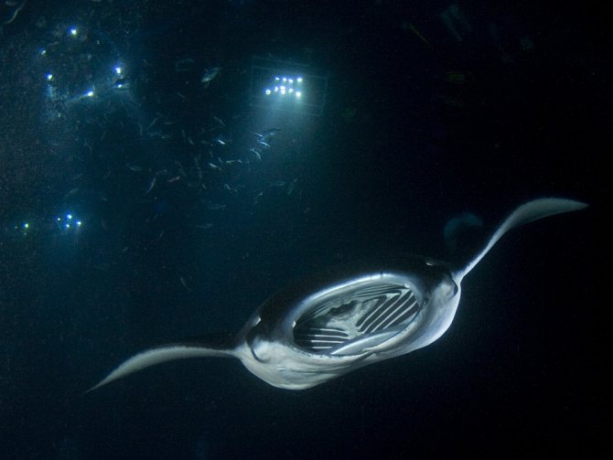 Скаты — водоплавающие бабочки