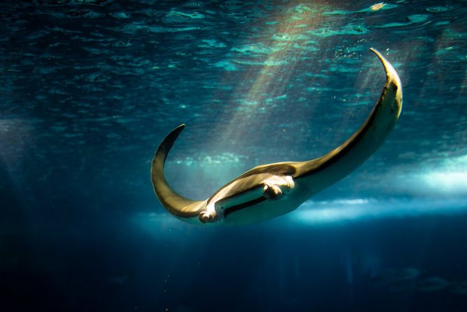 Скаты — водоплавающие бабочки