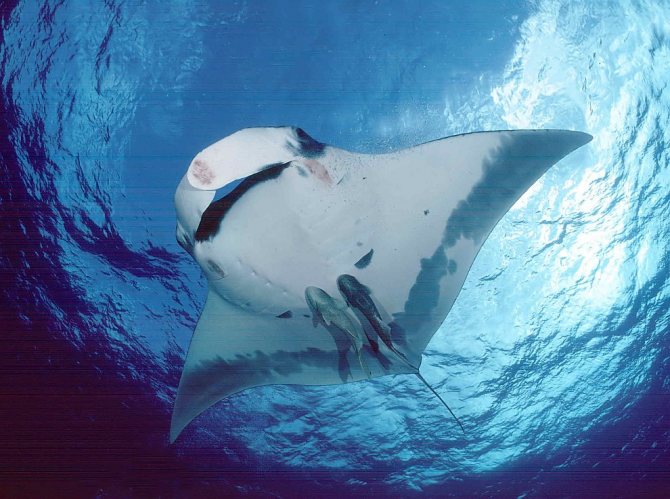 Скаты — водоплавающие бабочки