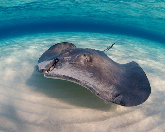 Скаты — водоплавающие бабочки