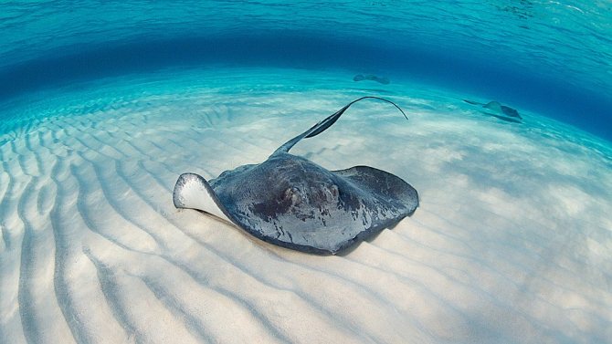 Скаты — водоплавающие бабочки