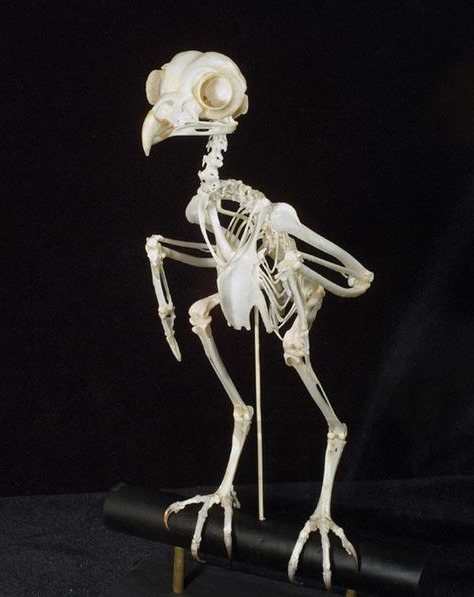 Скелет совы