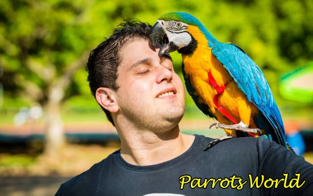 Сколько живет попугай ара в дикой природе и в домашних условиях