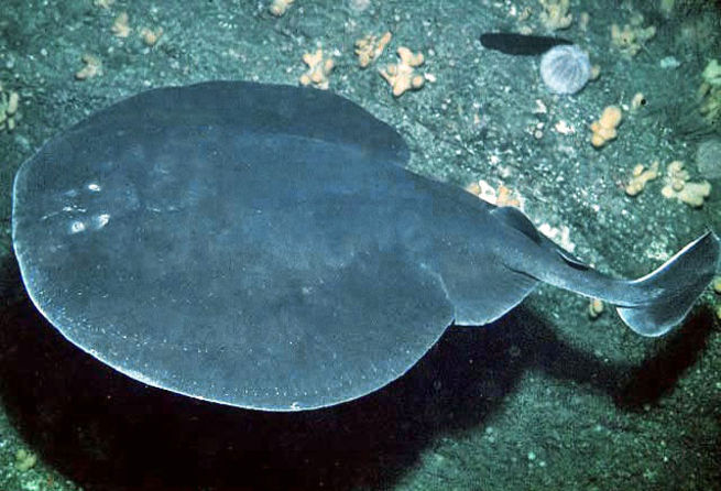 Электрический скат Torpedo nobiliana