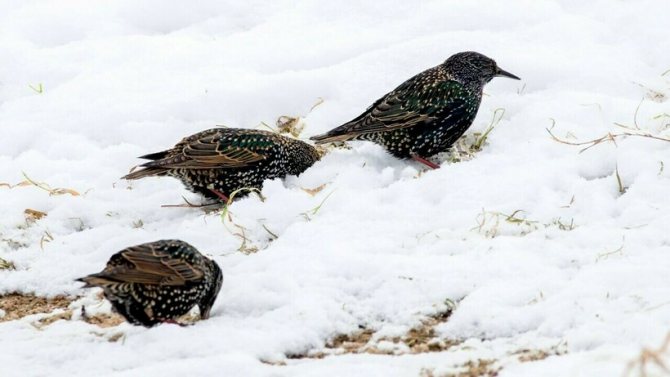 Скворцы на снегу